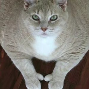 Meet your Posher, Jake